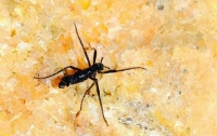 Ученые обнаружили в Антарктиде новый вид комаров