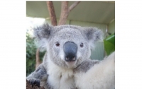 Коал из сиднейского зоопарка научили делать селфи