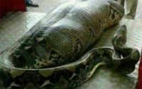 Гигантский питон целиком проглотил человека