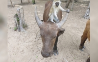 В Кении подружились осиротевшие буйволы и обезьяна