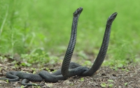 В Украине взбесились змеи!