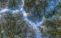 Исследователи открыли способность деревьев общаться друг с другом