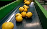 Туреччина зупиняє експорт лимонів