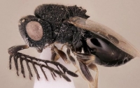 Энтомологи открыли осу-паразита с 