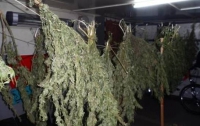 На Киевщине мужчина заготовил на зиму коноплю на 100 тысяч гривен 