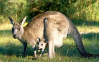 Родина кенгуру - не Австралия