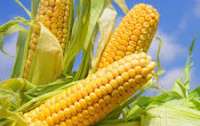 Вывоз из Украины кукурузы запретят