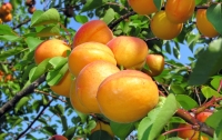 Сколько могут заработать украинцы на абрикосах