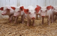 Ученые создали свиней без сала