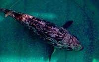 Рыба-«мутант» заплыла в Черное море из Атлантики 
