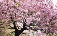 В Японии зафиксировано начало цветения сакуры