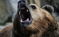 На базе отдыха медведь откусил руку 5-летней девочке