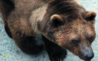 В России бурые медведи в заповеднике стали токсикоманами