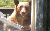 Медведь удивился, что люди его не ждали и не открыли ему дверь (видео)