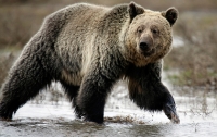 Раненый охотник бросил товарища на съедение медведю и сбежал