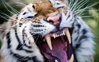 В китайском зоопарке тигры растерзали безбилетника