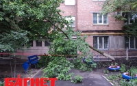 В Киеве упавшее дерево заблокировало выход из подъезда многоэтажки (ФОТО) 