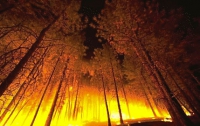 На Херсонщине загорелся лес на 100 га 