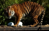 Доклад WWF о вымирании животных истолкован неверно, - СМИ