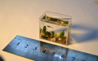 Самый маленький в мире аквариум с рыбками (ФОТО)