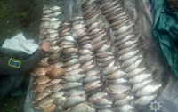Полиция Киевской области изъяла у браконьеров крупный улов рыбы