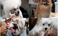 Лучшие собаки мира приехали на дог-шоу в Таиланд