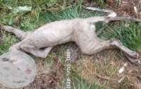 Под Ровно поймали легендарную чупакабру