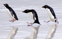 Забавные пингвины дружно сопереживают своему товарищу (ВИДЕО)