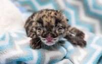 В зоопарке Нэшвилля родился первый дымчатый леопард (видео)