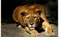 В желтой жаркой Африке: львица загрызла опытного зоолога прямо в клетке