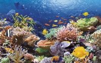 На картах Google появились коралловые рифы