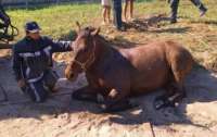Лошадь сильно пострадала из-за плохой работы коммунальных служб (фото)
