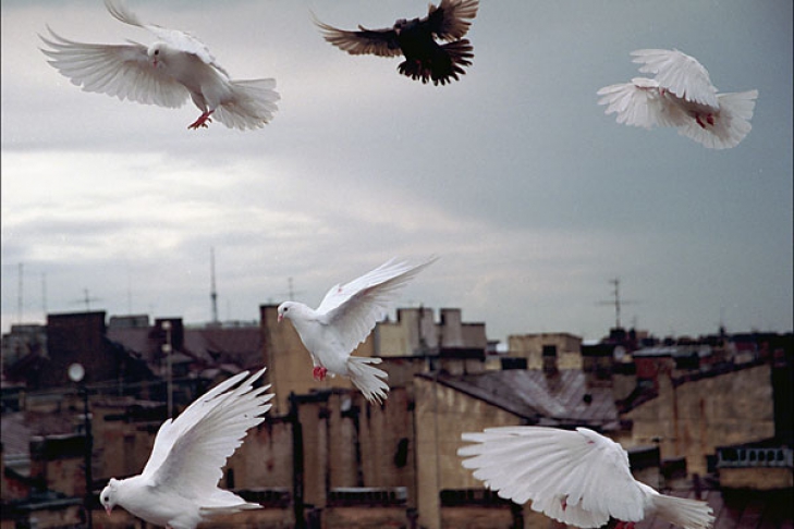 Белые птицы кружат над крышами слушать
