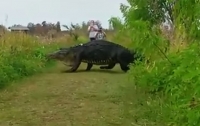Во Флориде на глаза людям показался гигантский аллигатор-пешеход (ВИДЕО)