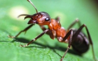 Ученые выявили что муравьи лечат раненых собратьев (ВИДЕО)