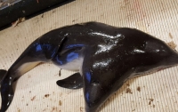 Двухголового дельфина поймали рыбаки в Северном море