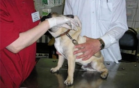 Под предлогом борьбы с наркоманией кабминовские чиновники лишили животных наркоза