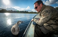 Дикий лебедь привык к человеку и отказался возвращаться в стаю