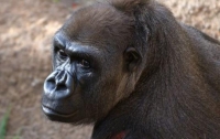 Самая старая горилла мира умерла в США