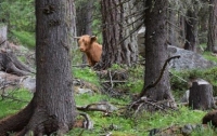 Пойманная в Швейцарии корова-беглянка лишилась права на 