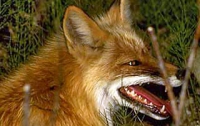 На Николаевщине свирепствуют бешенные лисы