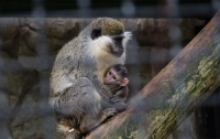 В ялтинском зоопарке родился детеныш зеленой мартышки (ФОТО)