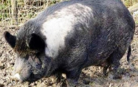 300 килограммовая свинья парализовала скоростную автотрассу