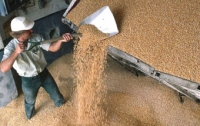 Кабмин продлил квоты на экспорт зерна до конца марта 2011 года