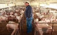 В Украине экологи взбунтовались против донецких свиней