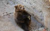 В Ташкентском зоопарке мать бросила дочь в вольер к медведю (видео)