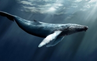 В российской реке застрял 13-метровый кит