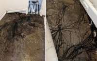Женщина сорвала пол и была напугана жуткой находкой: что там было