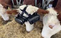 В Турции фермер купил коровам VR‑очки и они стали давать больше молока