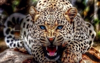 Удирающий от леопарда полицейский спрыгнул с крыши (видео)